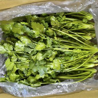 香りが違う！採れたて新鮮パクチー500g｜エスニック料理に