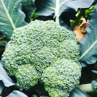 世界農業遺産の土地で作ったブロッコリー　🥦農家直送🥦ブロッコリー🥦　バラ売り 6〜7kg 野菜/ブロッコリー通販