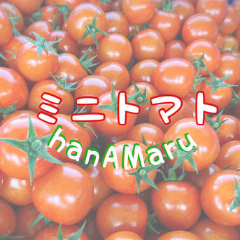 ミニトマト　3kg 3.0kg 野菜/トマト通販