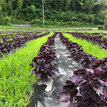3kg【自然栽培】大好評の赤紫蘇！農薬不使用！朝採り新鮮！再販開始！ 通常　3kg 赤紫蘇 野菜/その他野菜通販