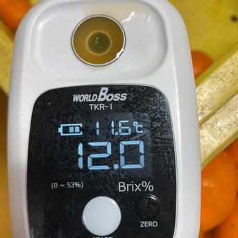有田みかん　枢　お試し1キロ　晩生みかん　サイズバラバラ　減農薬　訳あり 1kg 果物/温州みかん通販