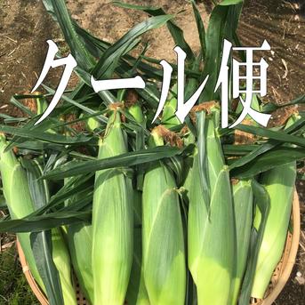 最高級品種！ドルチェドリーム LLサイズ 8本セット糖度17～18度