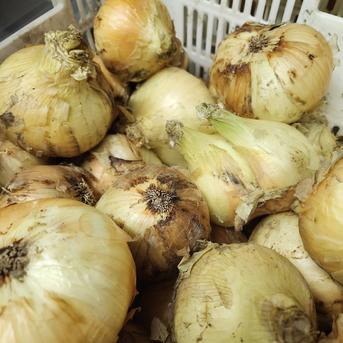 【コチラは北海道、東北、沖縄、離島の方用商品です】トロ甘 新玉ねぎ 20kg（2箱お届け） 10kgより超お得 佐賀県産 箱込20kg（18kg＋2kgオマケ）10kg箱が2箱届きます 野菜/玉ねぎ通販