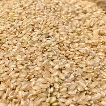 【Mykonos】朝日米(農薬・化学肥料不使用)玄米　20kg 農薬不使用・化学肥料不使用朝日米(玄米) 20kg | 米・穀物/玄米 産直