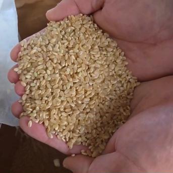 令和7年産ふっくら新米 亀山のコシヒカリ玄米 | 米・穀物/玄米 産直