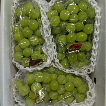 シャインマスカット3房約2kg 約2kg 果物/ぶどう通販