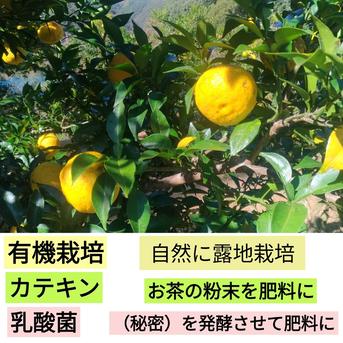 青柚子10kg 完全無農薬 青ゆず 青柚子 箱込み10kgちょっと入ります