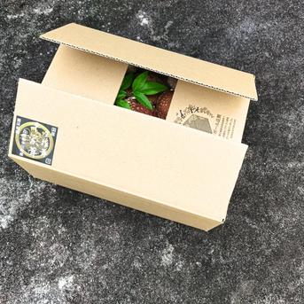 傘直径7㌢以上の生椎茸700g 傘直径7㌢以上の生椎茸700g 野菜/きのこ通販