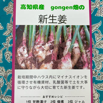 高知県産　朝採り新生姜レシピ付き　2キロ 2キロ 野菜/薬味通販