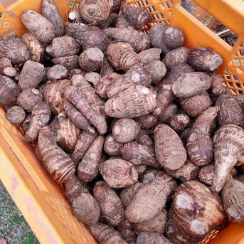 鳥取県産】ねっとり濃厚 黄金里芋 10kg ｜ 野菜/里いも 産直アウル