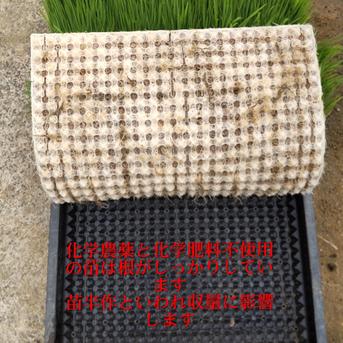 名水極味米 7年産コシヒカリ 発芽用玄米20kg(10kg×2袋) 特別栽培1