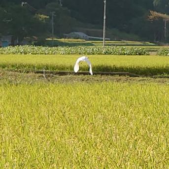 伊東農園のコシヒカリ玄米10kg 10kg玄米 米・穀物/玄米通販