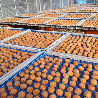 梅農家が作った梅干し　紀州南高梅　400ｇ　Ｂ品　２Ｌ　白干し梅 白干し南高梅、梅干し400ｇ 加工品/梅干通販