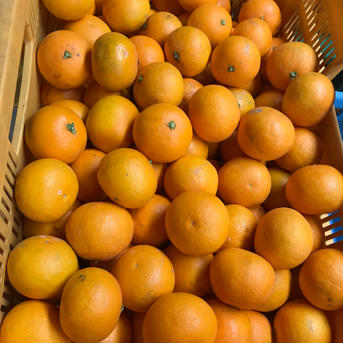 果汁たっぷり清見オレンジ　小玉　10kg   訳あり品 箱込み10kg 果物/オレンジ・その他みかん通販