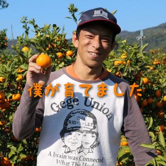 まーくん家大人気のはっさく 5キロ箱 箱込み 5キロ箱 果物/オレンジ・その他みかん通販