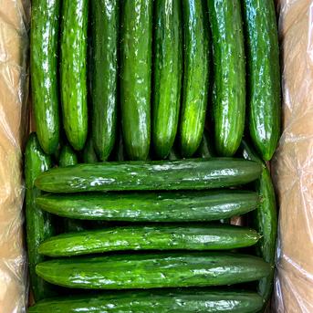 期間限定10％OFF】お得用きゅうり5kg＋キラメ＆トキメ お試しセット