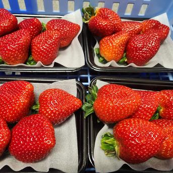 【母の日、家庭用】ななか、ジューシー食べ比べセット 全国7件と全国10件のみ栽培の奇跡の食べ比べ150g2パック ななか、ジューシー150g×2 果物/いちご通販