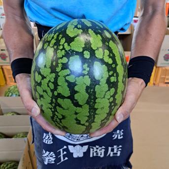 山形県産　すいか　羅皇ザ・スウィート　金色羅皇　Lサイズ　家庭用　食べ比べセット 羅皇ザ・スウィート1玉、金色羅皇1玉 果物/スイカ通販