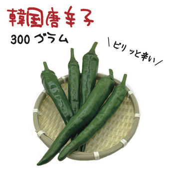 韓国唐辛子 約300g 宮崎産 青唐辛子 フレッシュ 収穫後農園から直送