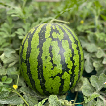 究極の甘味　金色羅皇　茨城県産　4L〜 9.0kg〜 果物/スイカ通販