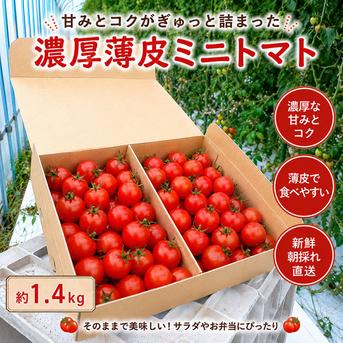青森県産☆ミニトマトお知らせ 濃厚薄皮】8/10発送分 青森県産 ミニトマト 予約商品 ｜ 野菜/トマト