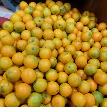 バレンシアオレンジ【小玉】1.8kg 1.8kg(箱込) 果物/オレンジ・その他みかん通販