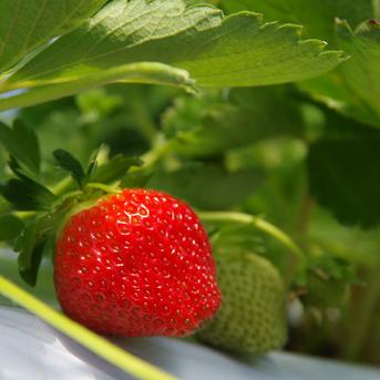 朝採れ当日発送！20玉2パック！夏秋いちご　青森県産　すずあかね　苺　夏いちご 1箱20玉2パック(1パック300g前後) 果物/いちご通販
