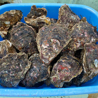 【天然】岩牡蠣　和歌山産　超特大サイズ 超特大4個 魚介類/牡蠣通販
