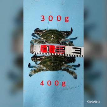 訳あり　活ワタリガニ　オス400-450g×2匹 ワタリガニ　400-450g×2匹 魚介類/カニ通販