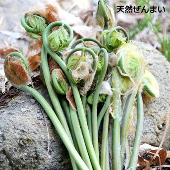 【送料無料】国産天然山菜 ぜんまい水煮200ｇ×1袋 200ｇ 野菜/山菜通販