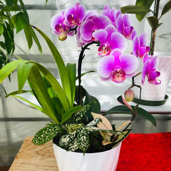 胡蝶蘭 ピンク ｜ 花・植物/花・植物 産直アウル 農家・漁師など生産者