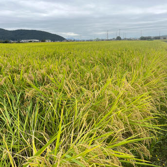 農薬不使用・化学肥料不使用朝日米(玄米) 20kg | 米・穀物/玄米 産直