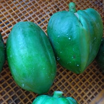 乾燥 パパイヤの葉 5キロ 楽天市場】乾燥 青 パパイヤの通販