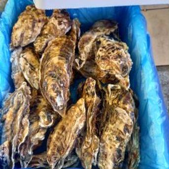 三陸直送！殻付き牡蠣加熱用30個 30個 魚介類/牡蠣通販