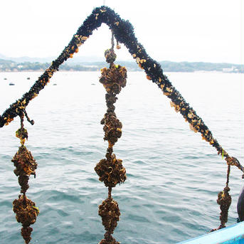 三陸直送！殻付き牡蠣生食用 Lサイズ12個 魚介類/牡蠣通販