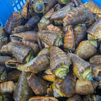 活き】活チャンバラ貝 マガキ貝 2kg サイズ色々 ｜ 魚介類/その他貝類