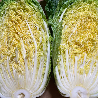 白菜とオレンジクイーンの食べ比べセット ｜ 野菜/白菜 産直アウル
