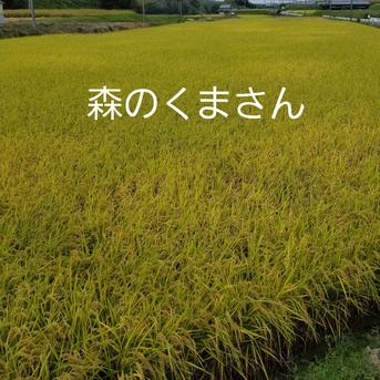めっちゃうまい❗淡路島産森のくまさん古米玄米30kg ｜ 米・穀物/玄米