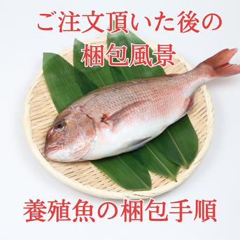 【こもこもShop品質ご堪能セット】養殖品質ご堪能セットB（3尾入）/箱 神経〆付 養殖品質ご堪能セットB（3尾入）/箱 魚介類/魚介セット・詰め合わせ通販