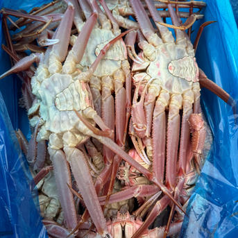 ずわい蟹　B品ズワイガニ　8kg ずわい蟹 B品ズワイガニ 8kg