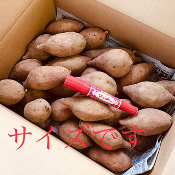 さつまいもの王道 種子島産安納芋 MSサイズ4.5kg | 野菜/さつまいも