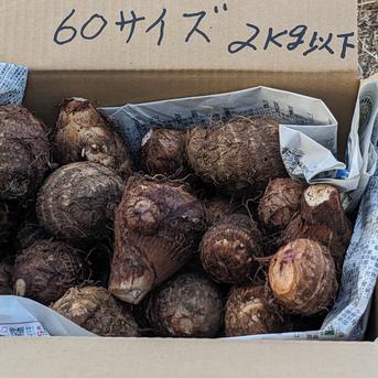 農薬化成肥料不使用の里芋（栽培期間中）２ｋｇ以内 ２ｋｇ以内 野菜/里いも通販