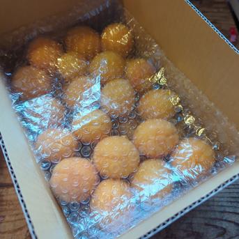 【加工用】あんず約2.5kg 約2.5kg 果物/その他果物通販