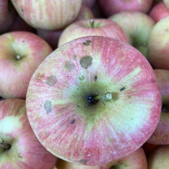 2箱分すぐ発送！10キロ樹上完熟葉取らずサンふじ訳あり10キロ32-46 蜜