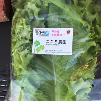 リーフレタスとトマトセット リーフレタス400g、トマト15個 野菜/野菜セット・詰め合わせ通販