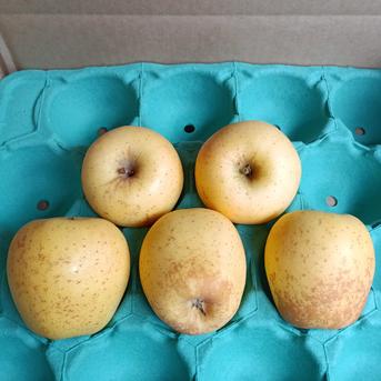 人気上昇中！↗甘系りんご【はるか】秋田県横手市産。約5キロ大玉2L