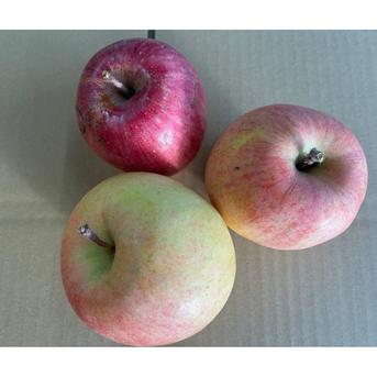 りんご サンふじ 贈答規格外品 10㎏箱入 | 果物/りんご 産直アウル