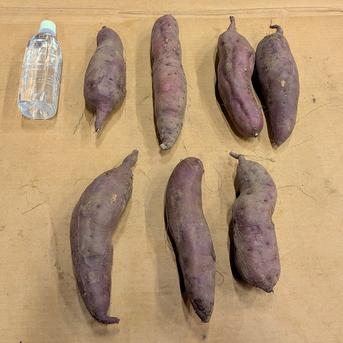 北海道産 さつまいも「紅あずま」大きめサイズ 4kg ｜ 野菜