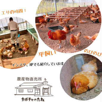 王様のたまごスペシャルセット【予約済】 3.0kg 卵/鶏卵通販