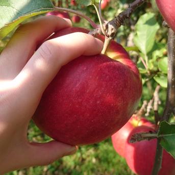 🍎なかなかお目にかかれないジョナゴールド🍎見つけたらラッキーわずか6%市場になかなか出回らない希少な林檎～品種指定探しキャンペーンお得な大容量パッケージ～🍎冬ギフト🍎 ジョナゴールド10～12個 果物/りんご通販